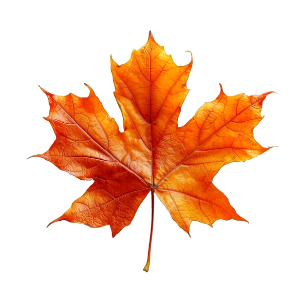 Vibrant orange autumn maple leaf on white background