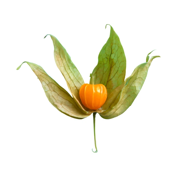 Cape gooseberry in open papery husk isolated on white background
