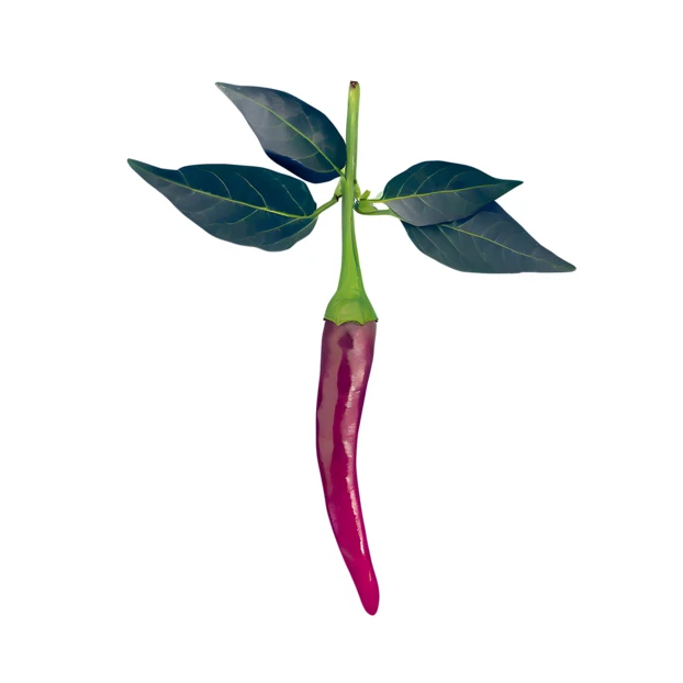 Single fresh purple chili pepper with leaves isolated on white