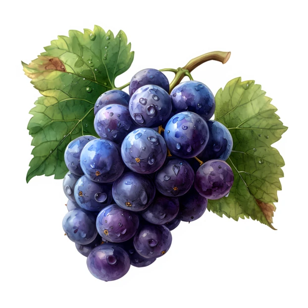 Bunch of fresh purple grapes with green leaves isolated