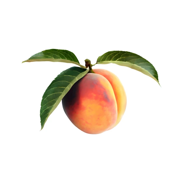 Single whole ripe peach with green leaves isolated on white