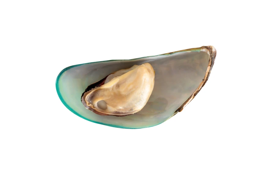 Single fresh green-lipped mussel on half shell isolated