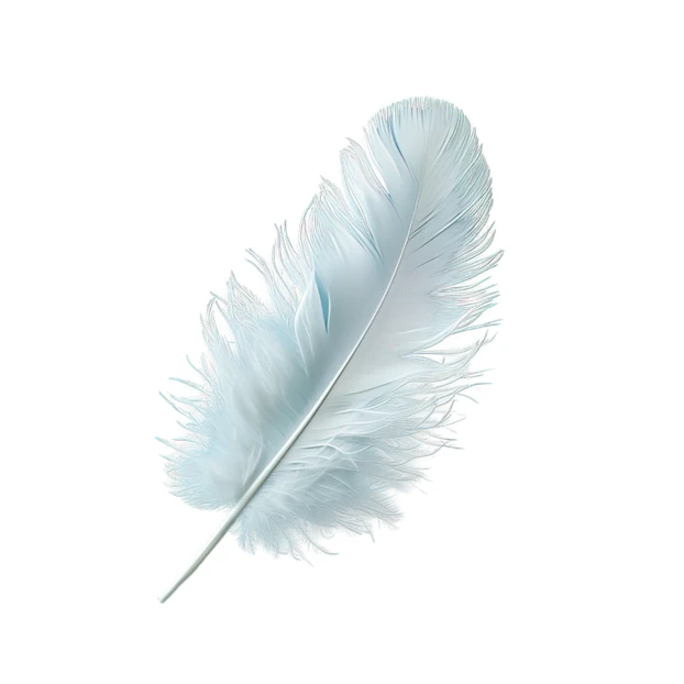 Single light blue bird feather on a white background