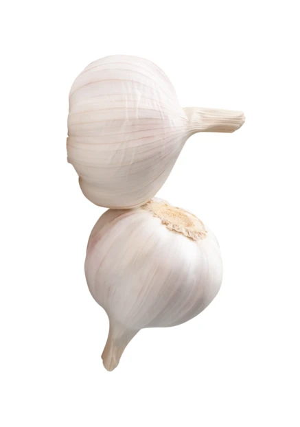 Two whole fresh garlic bulbs isolated on white background