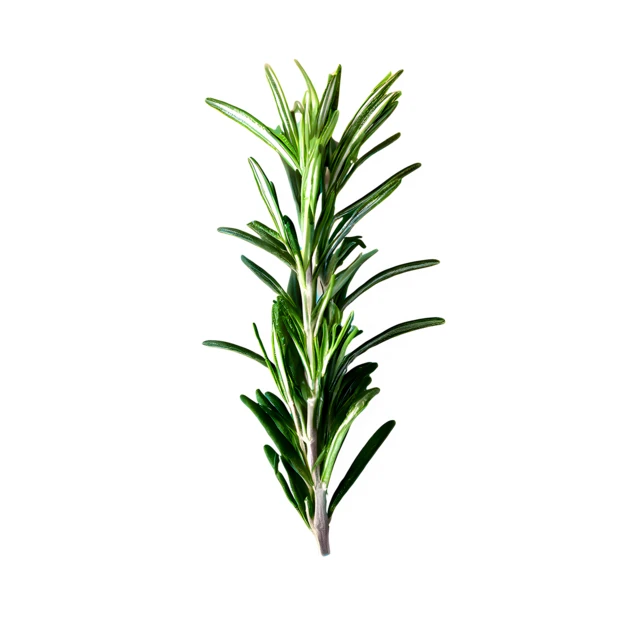 Fresh rosemary sprig isolated on a white background