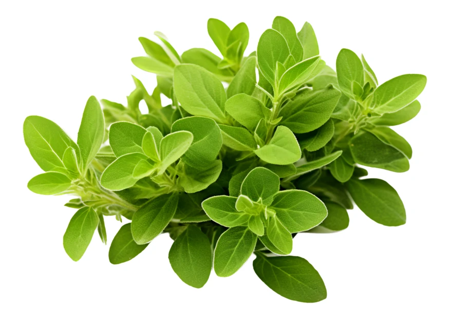 Fresh green oregano sprigs isolated on white background