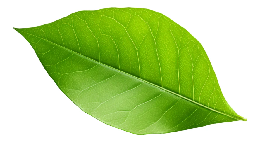 Single green leaf isolated on white background
