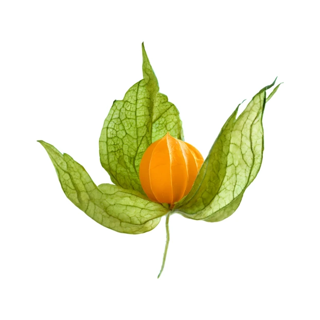 Fresh physalis fruit with open green husk isolated on white