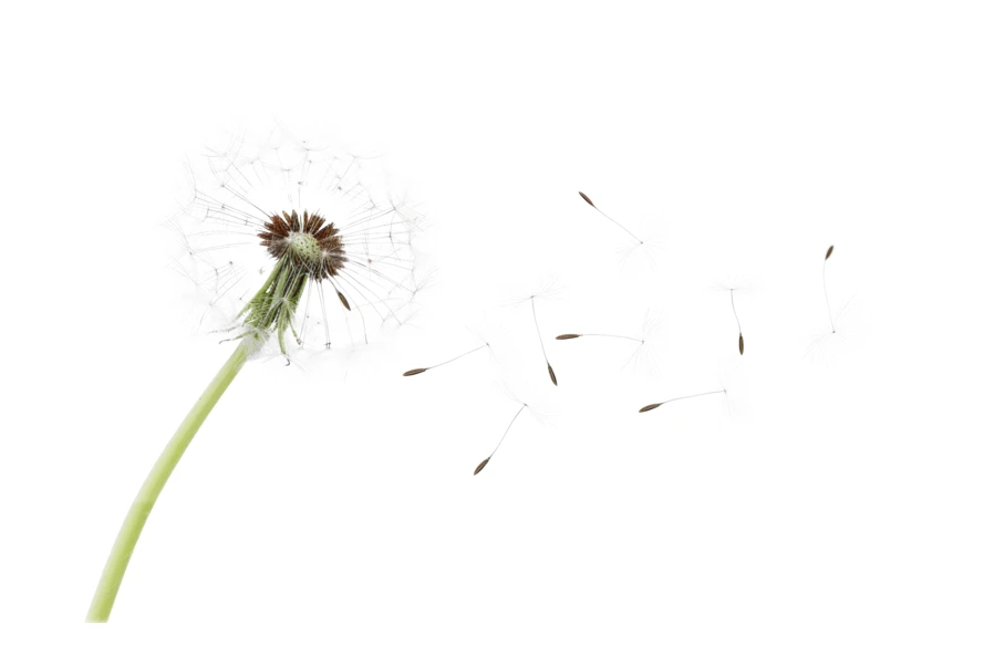 Dandelion seeds blowing in the wind on white background