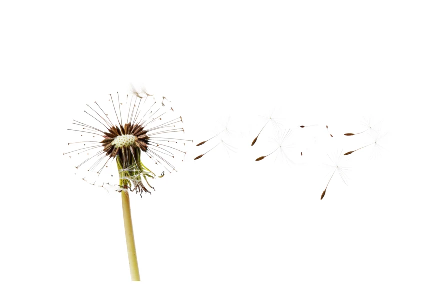 Dandelion seeds blowing in the wind on white background