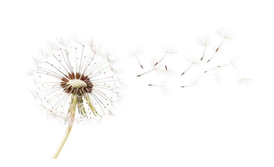 Dandelion seeds blowing in the wind on white background