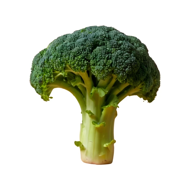 Fresh green broccoli head isolated on white background