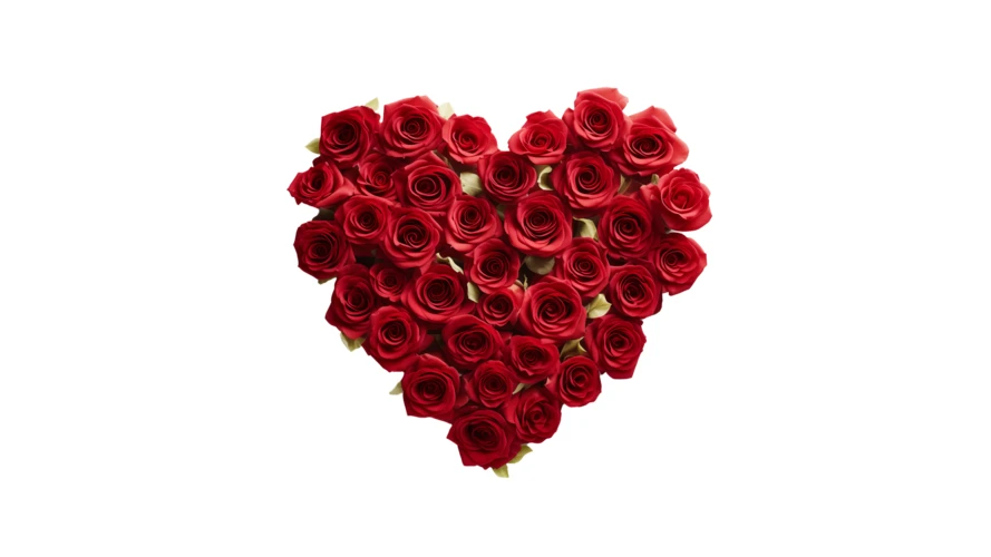 Heart shape made of red roses isolated on white background