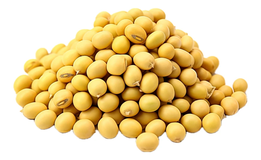 Pile of dry yellow soybeans isolated on white background
