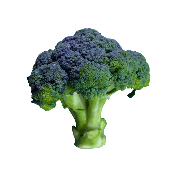 Fresh raw broccoli floret isolated on a white background