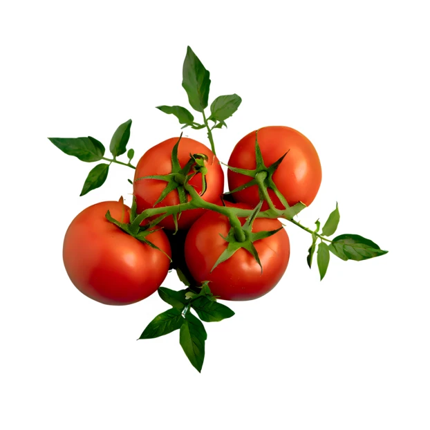 Fresh red tomatoes on vine isolated on white background