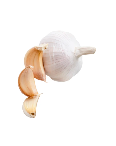 Fresh garlic bulb and cloves isolated on white background