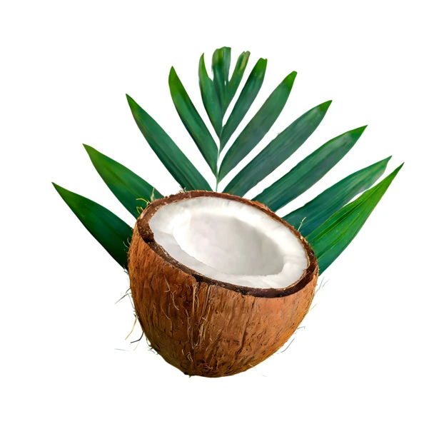 Half cut coconut with green palm leaf on white background