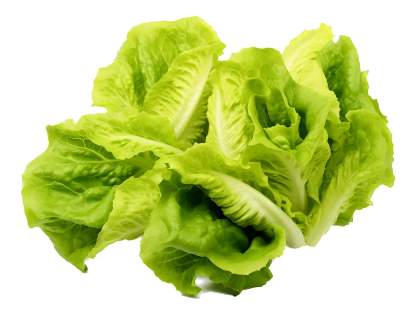 Fresh green romaine lettuce head isolated on white background