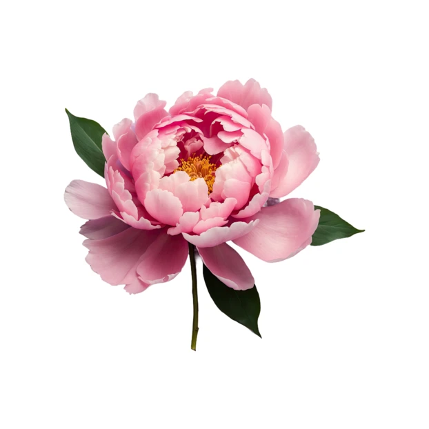 Single pink peony flower blooming on white background