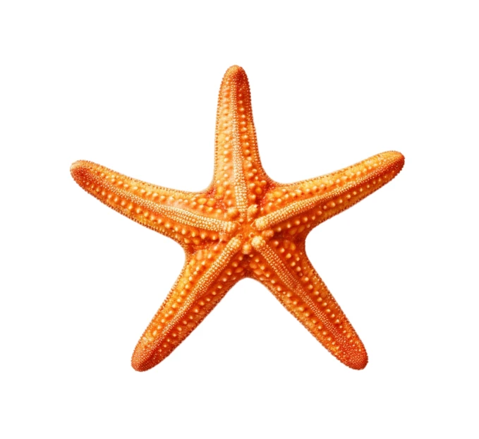 Orange starfish isolated on white background