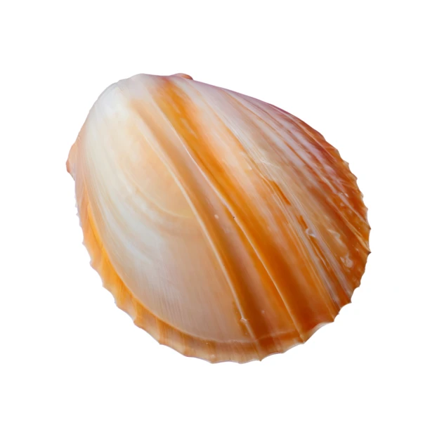 Orange and white ridged cockle seashell isolated on white background