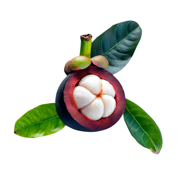 Fresh cut mangosteen fruit with leaves on white background
