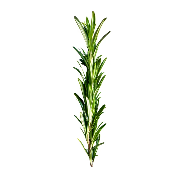 Single fresh rosemary sprig isolated on white background