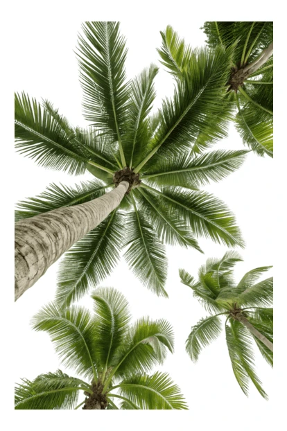 Low angle view of tropical palm trees against white sky