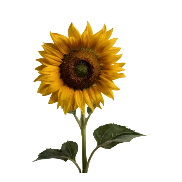 Single vibrant yellow sunflower isolated on white background