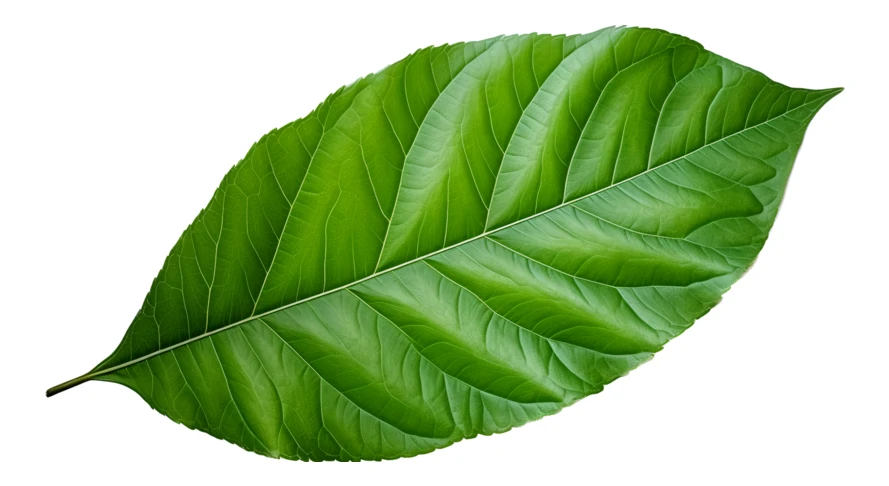 Single vibrant green leaf isolated on white background