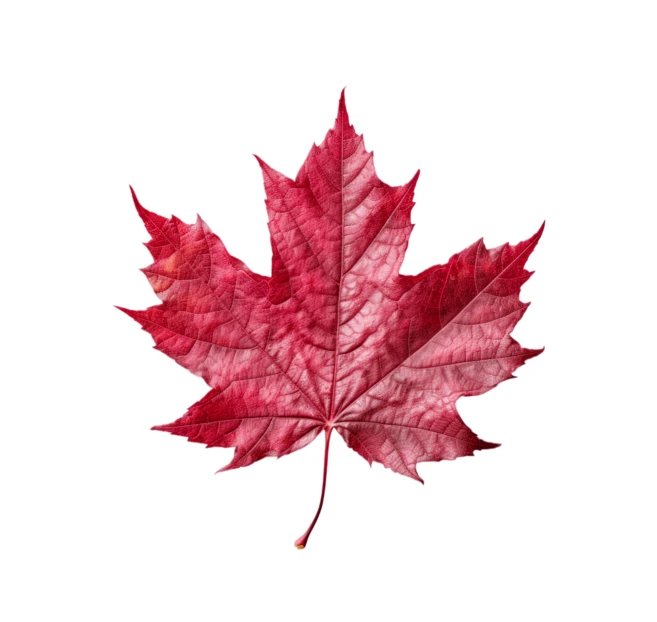 Single red maple leaf isolated on white background