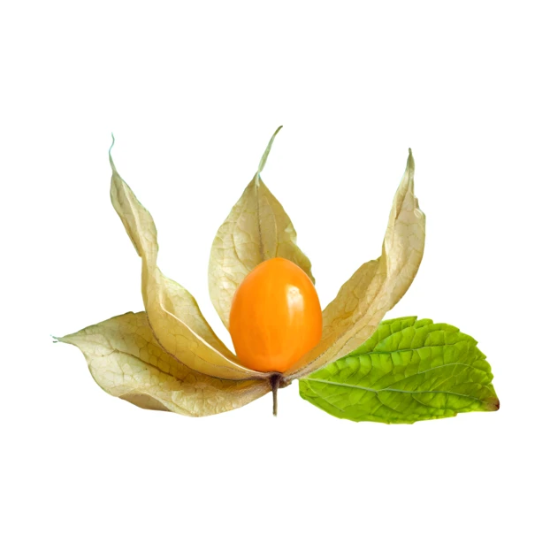 Cape gooseberry with open husk isolated on white background