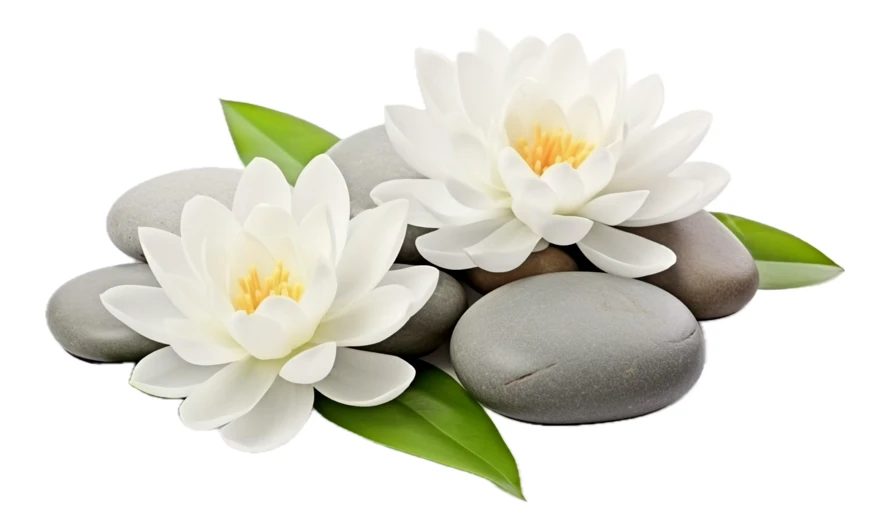 White lotus flowers and zen stones on white background