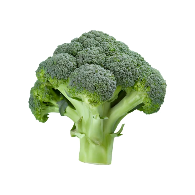 Fresh head of broccoli floret isolated on white background